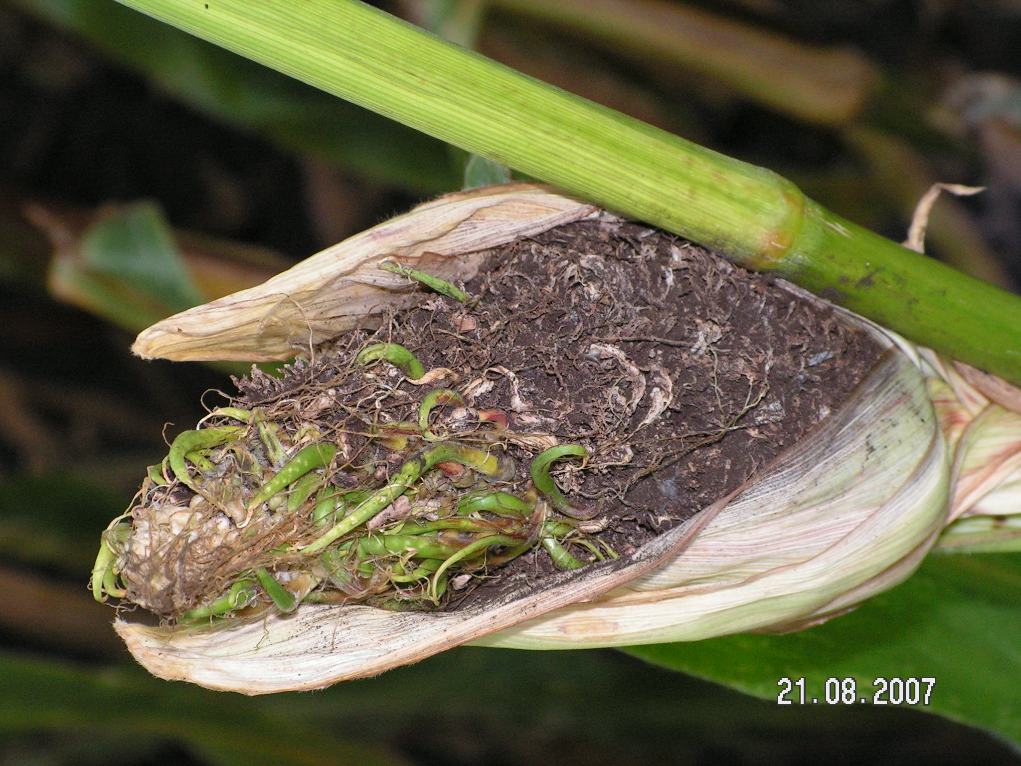 Сажка летюча кукурудзи